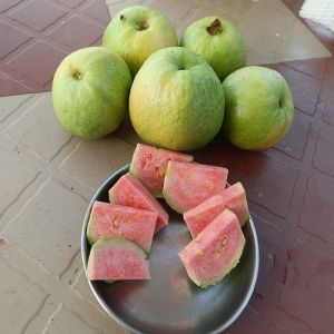 Fresh Red Guava