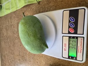 Farm Fresh Kesar Mango