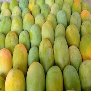 Natural Fresh Kesar Mango