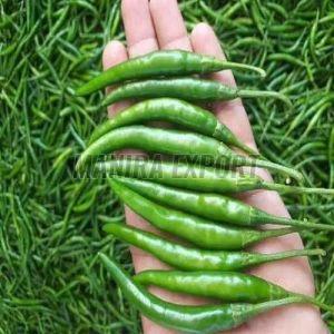Fresh Export Quality Green Chilli