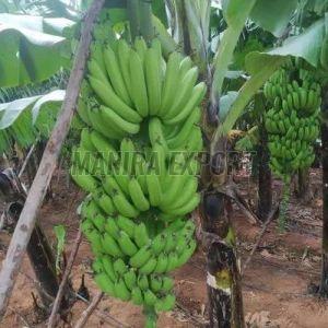 Fresh G9 Green Banana