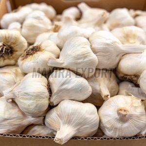 Fresh White Garlic