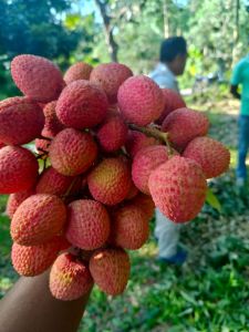 Litchi