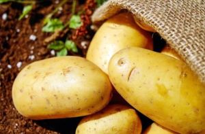 A Grade Fresh 3797 Potato