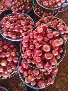 Pink Onion