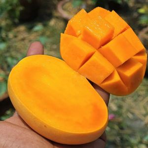 Fresh Kesar Mango