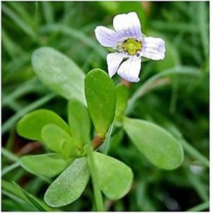 Brahmi Whole Plant