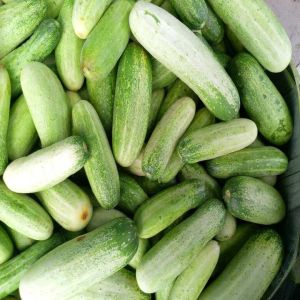 Fresh Cucumber