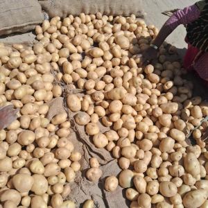 Fresh Potato