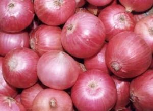 Fresh Onion