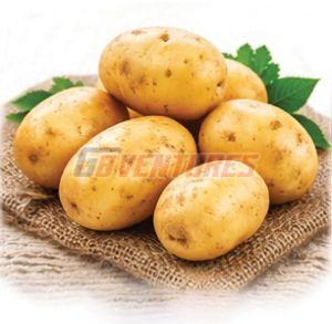 Fresh Potato