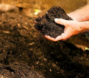 Natural Vermicompost Fertilizer