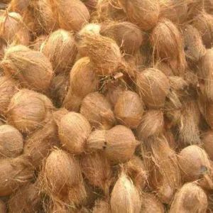 Fully Husked Coconut