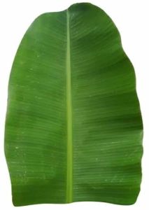 Green Banana Pooja Leave