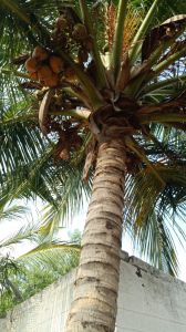 Semi Husked Coconut Shell