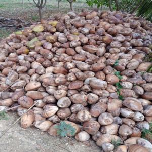 Semi Husked Coconut Shell