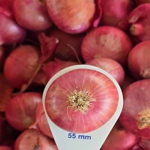 A Grade Pink Onion