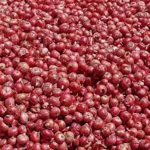 Export Quality Fresh Pink Onion