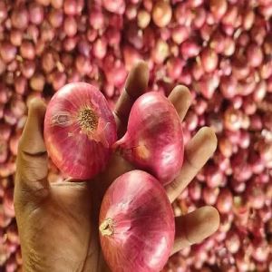 Organic Fresh Pink Onion