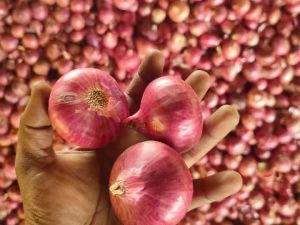 A Grade Pink Onion