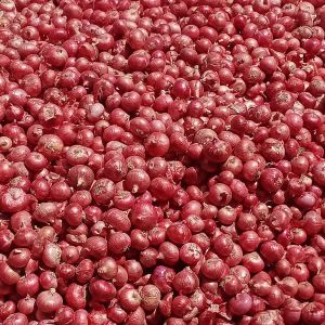 A Grade Pink Onion