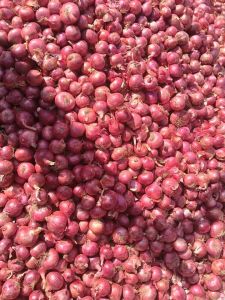 A Grade Pink Onion