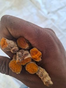 Raw Dried Turmeric Finger