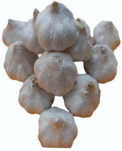 Fresh B Grade Garlic