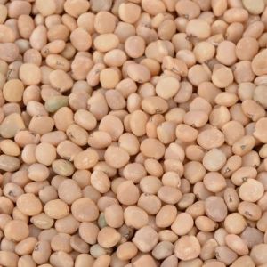 Guar Gum Seeds
