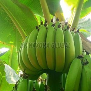 A Grade Robusta Fresh Green Banana