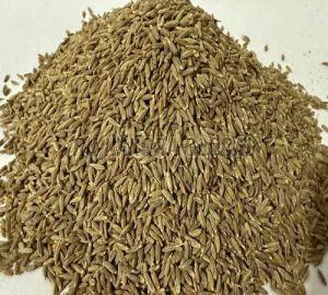 Europe Quality Cumin Seed