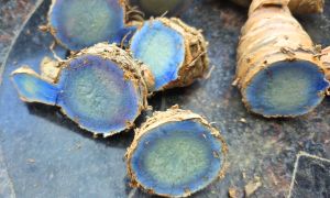 Fresh Black Turmeric Root, Uptp 100g