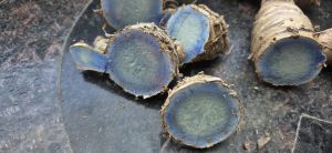 Fresh Black Turmeric Finger