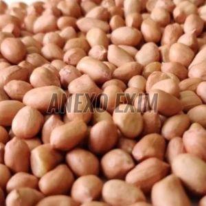 Bold Groundnuts