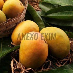 Fresh Alphonso Mango