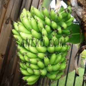 Fresh G9 Banana