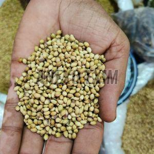 Scooter Coriander Seeds