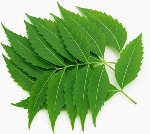 Natural Neem Leaf