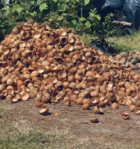 Brown Coconut Shell