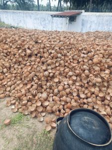 Brown Coconut Shell