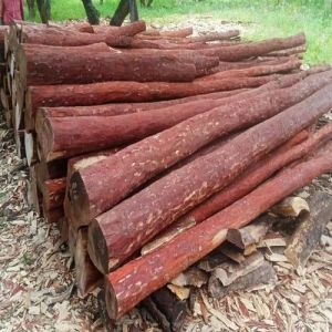 Round Red Sandal Wood