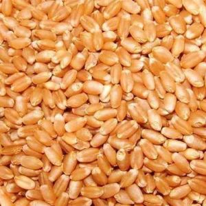 Natural Wheat Grain