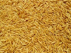 Paddy Dhan Seed