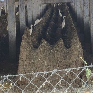 Powder Chicken Manure