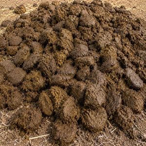 Cow Dung