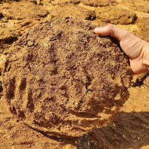 Cow Dung Cake