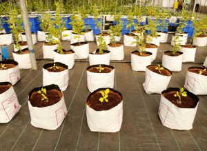 Cocopeat Grow Bags