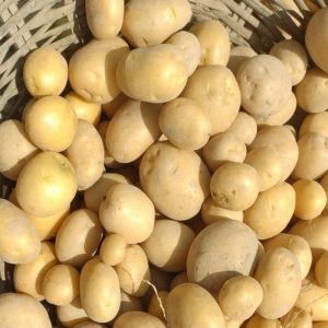Fresh Jyoti Potato