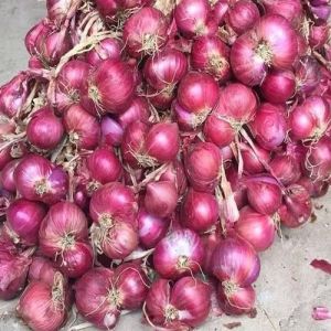 Fresh Sambar Onion