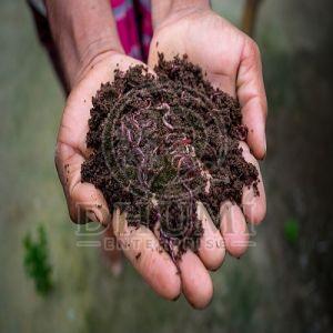Agriculture Vermicompost